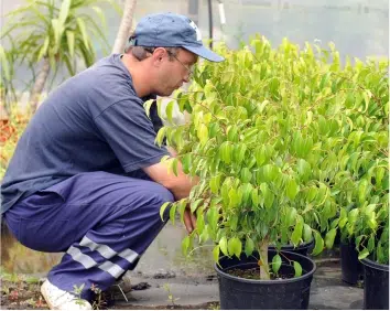 Formando a plantar uma árvore