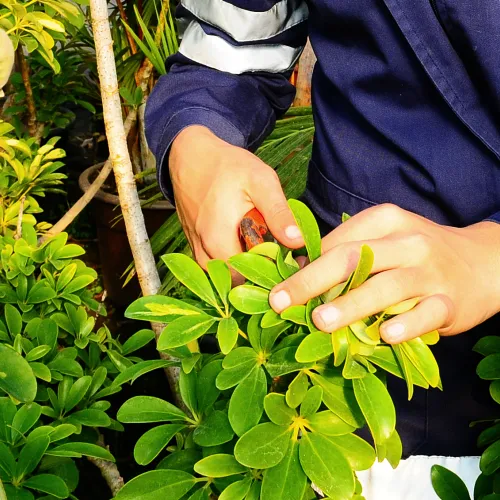 JardinagemHorticultura-500px pessoa a podar uma planta